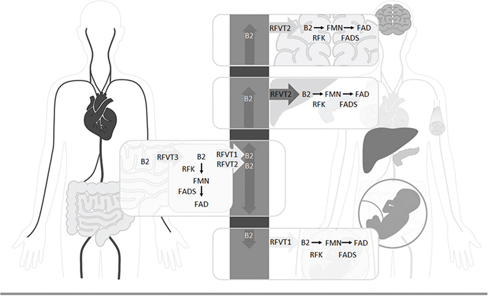 Fig 3