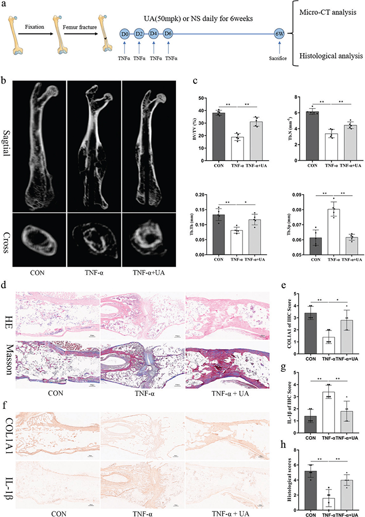 Fig 6