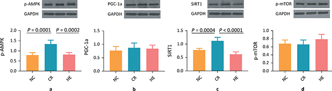 Long-term Caloric Restriction Activates The Myocardial SIRT1/AMPK/PGC ...