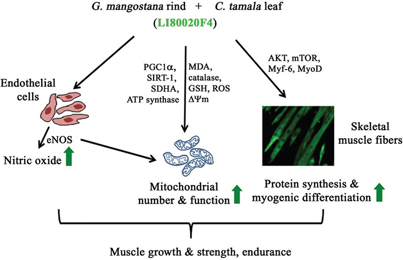 Fig 6